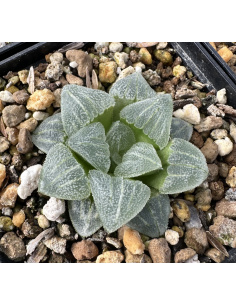 Haworthia Hybride 006