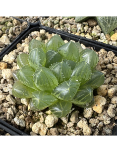 Haworthia Obtusa Hybride