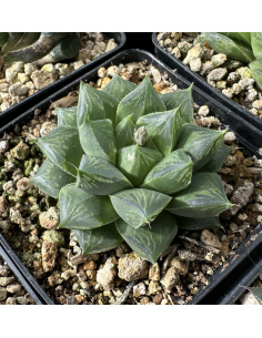 Haworthia Hybride 008