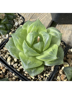 Haworthia Hybride 008