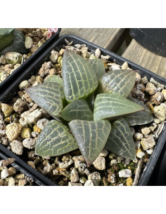Haworthia Hybride 010