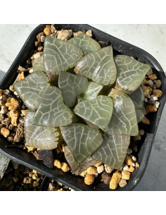 Haworthia Hybride 011