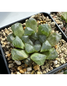 Haworthia Hybride 013
