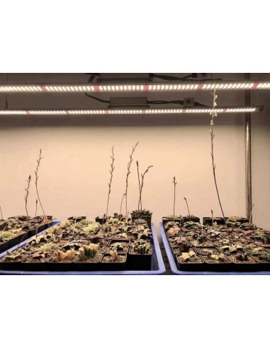 Rail LED ECO U-SPECTRUM 50W max - 60cm V.2024