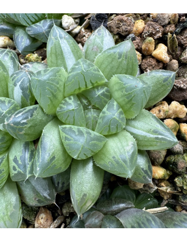 Haworthia Obtusa green variegata