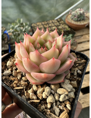 Pachyveria Pink Cheese x Agavoide