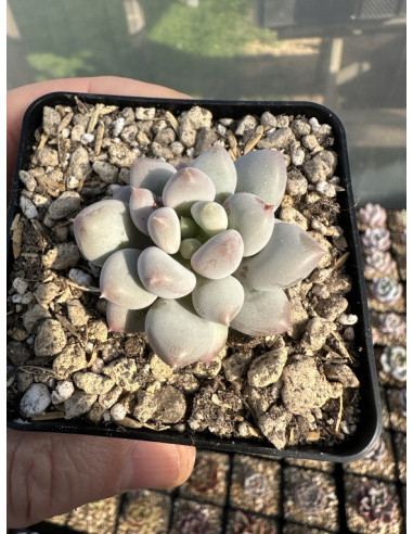 Pachyeveria Captain Hay X Baby Finger