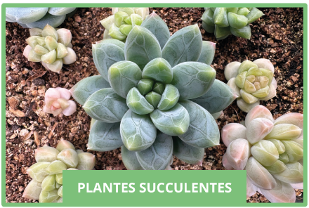 Loucqui plantes succulentes